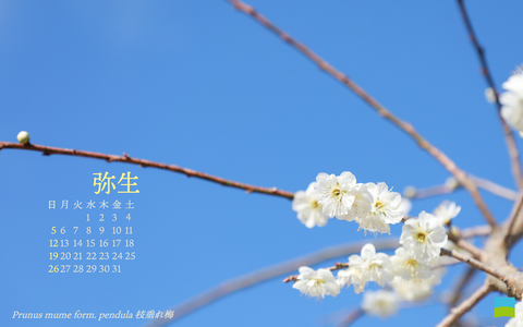 【PC用カレンダー壁紙 WUXGA】Prunus mume form. pendula【3月】