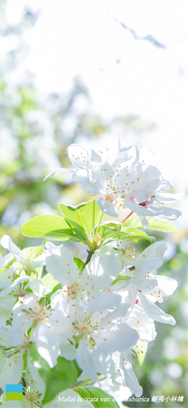 【android】Malus baccata var. mandshurica【5月】