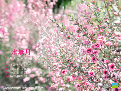 【PC用カレンダー壁紙 UXGA】Leptospermum scoparium 御柳梅【6月】