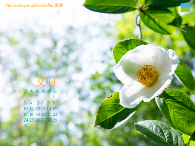 【PC用カレンダー壁紙 UXGA】Stewartia pseudocamellia 夏椿【7月】