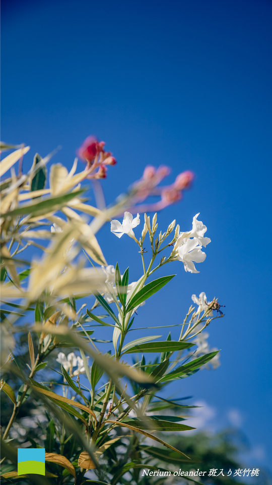 【Android対応】Nerium oleander斑入り夾竹桃【8月】