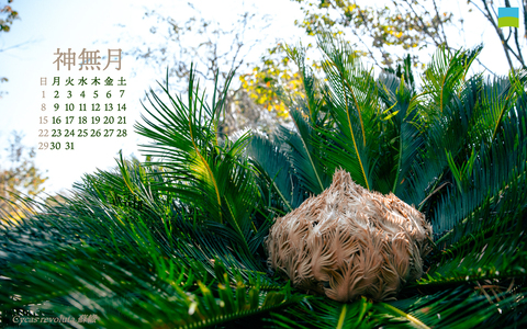 【PC用カレンダー壁紙 WUXGA】Cycas revoluta【10月】