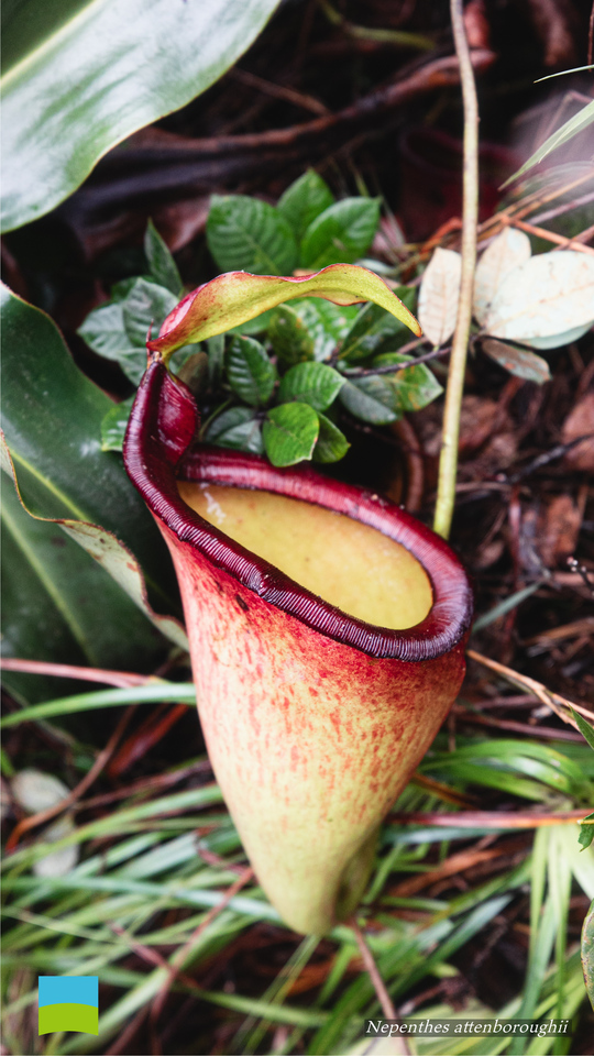 【Android対応】Nepenthes attenboroughii 【12月】