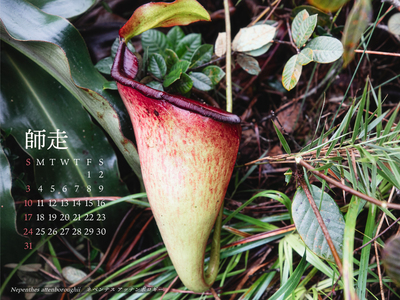 【PC用カレンダー壁紙 UXGA】Nepenthes attenboroughii 【12月】