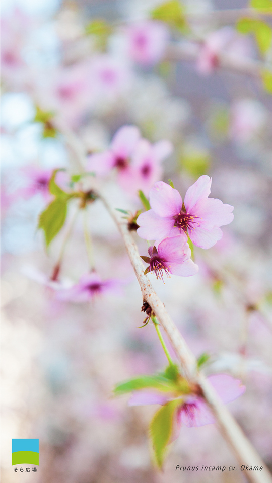 【Android対応】Prunus incamp cv.Okame【2024.1,2,3 Spring】