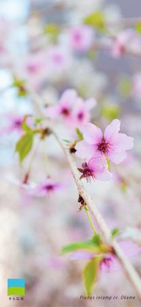 【iphone対応】Prunus incamp cv.Okame【2024.1,2,3 Spring】