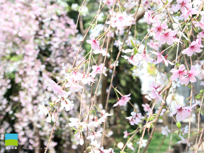 【PC用カレンダー壁紙 UXGA】Prunus incamp cv.Okame【2024.1,2,3 Spring】