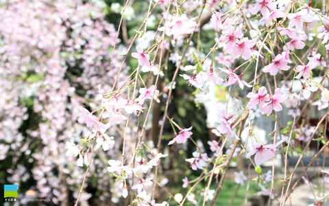 【PC用カレンダー壁紙 WUXGA】Prunus incamp cv.Okame【2024.1,2,3 Spring】