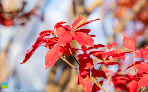 【PC用カレンダー壁紙 WUXGA】Enkianthus perulatus【2024.10,11,12 Autumn】