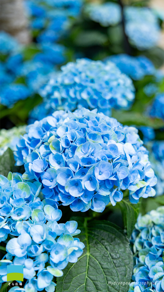 【Android対応】Hydrangea macrophylla【2025.4,5,6 Spring】