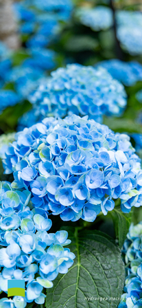 【iphone対応】Hydrangea macrophylla【2025.4,5,6 Spring】