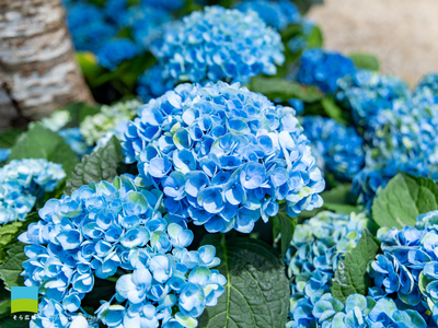 【PC用カレンダー壁紙 UXGA】Hydrangea macrophylla【2025.4,5,6 Spring】