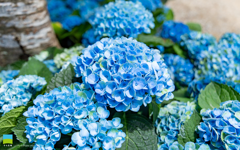 【PC用カレンダー壁紙 WUXGA】Hydrangea macrophylla【2025.4,5,6 Spring】