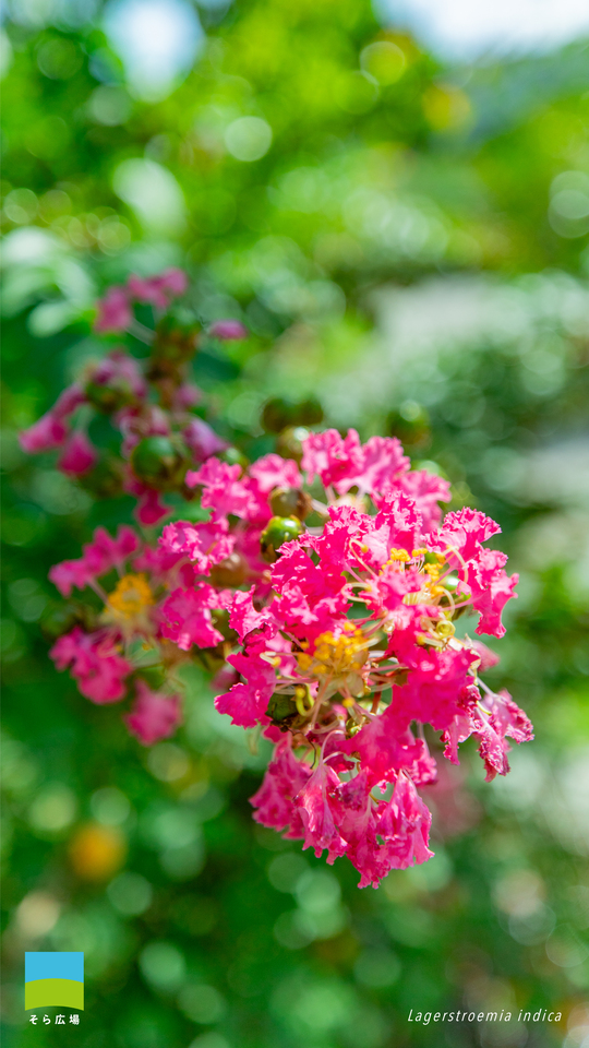 【Android対応】Lagerstroemia indica【2025.7,8,9 Summer】