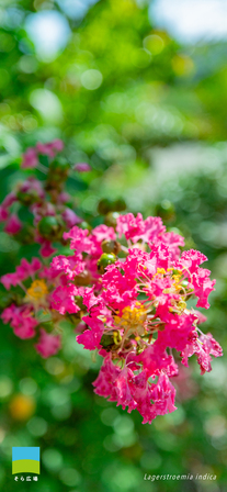 【iphone対応】Lagerstroemia indica【2025.7,8,9 Summer】
