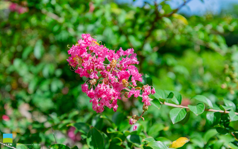 【PC用カレンダー壁紙 WUXGA】Lagerstroemia indica【2025.7,8,9 Summer】