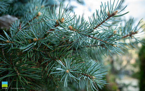 【PC用カレンダー壁紙 WUXGA】Picea pungens 'Koster'【2025.10,11,12 Autumn】