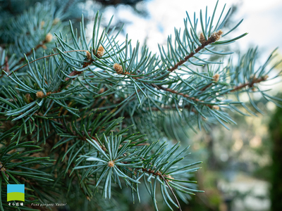 【PC用カレンダー壁紙 UXGA】Picea pungens 'Koster'【2025.10,11,12 Autumn】