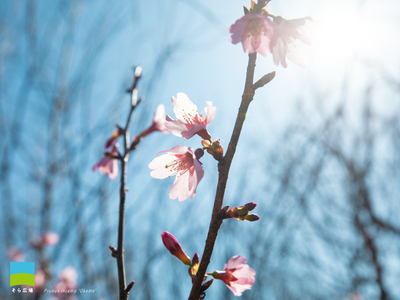 【PC用カレンダー壁紙 UXGA】Prunus incamp 'Okame'【2026.1,2,3 Winter】