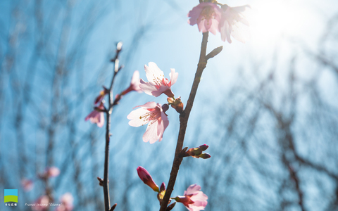 【PC用カレンダー壁紙 WUXGA】Prunus incamp 'Okame'【2026.1,2,3 Winter】