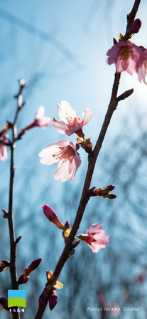 【iphone対応】Prunus incamp 'Okame'【2026.1,2,3 Winter】