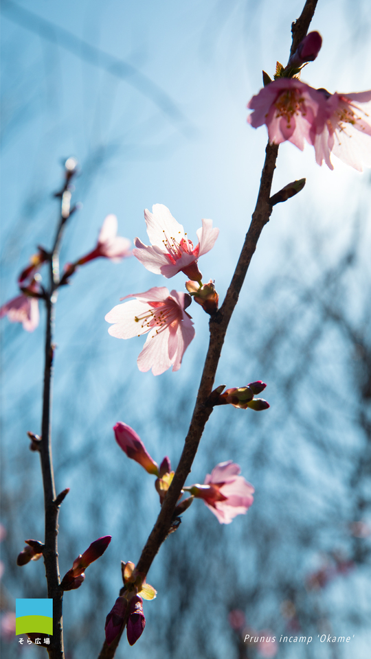【Android対応】Prunus incamp 'Okame'【2026.1,2,3 Winter】