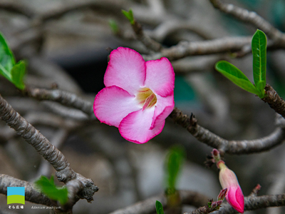 【PC用カレンダー壁紙 UXGA】Adenium arabicum【2026.4,5,6 Spring】