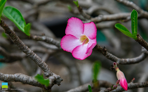 【PC用カレンダー壁紙 WUXGA】Adenium arabicum【2026.4,5,6 Spring】