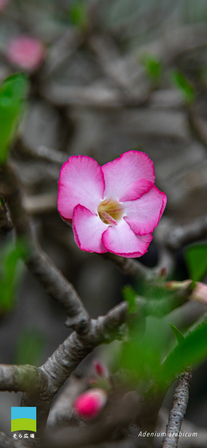 【iphone対応】Adenium arabicum【2026.4,5,6 Spring】