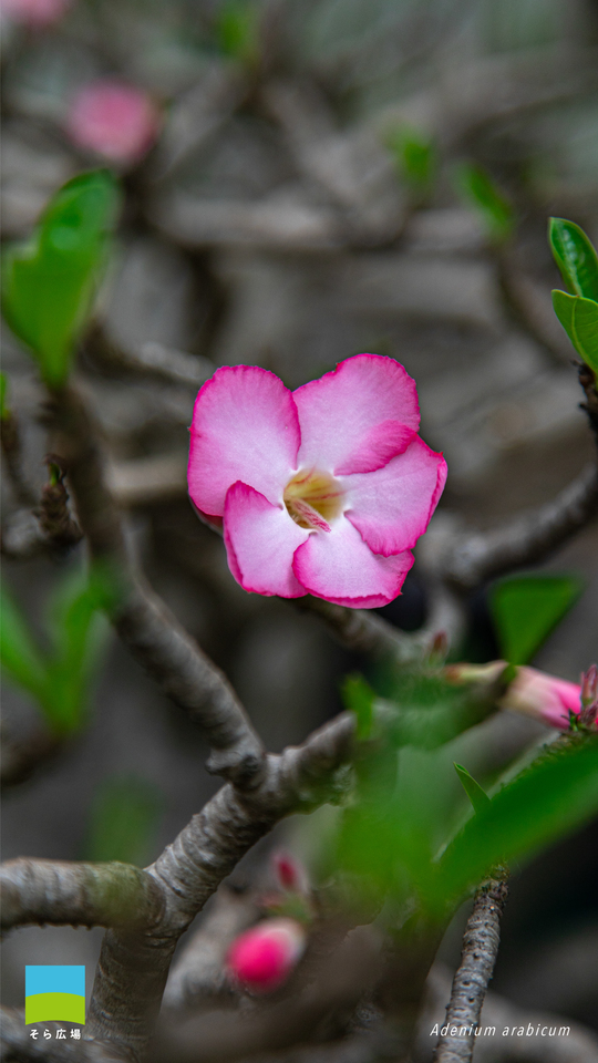 【Android対応】Adenium arabicum【2026.4,5,6 Spring】